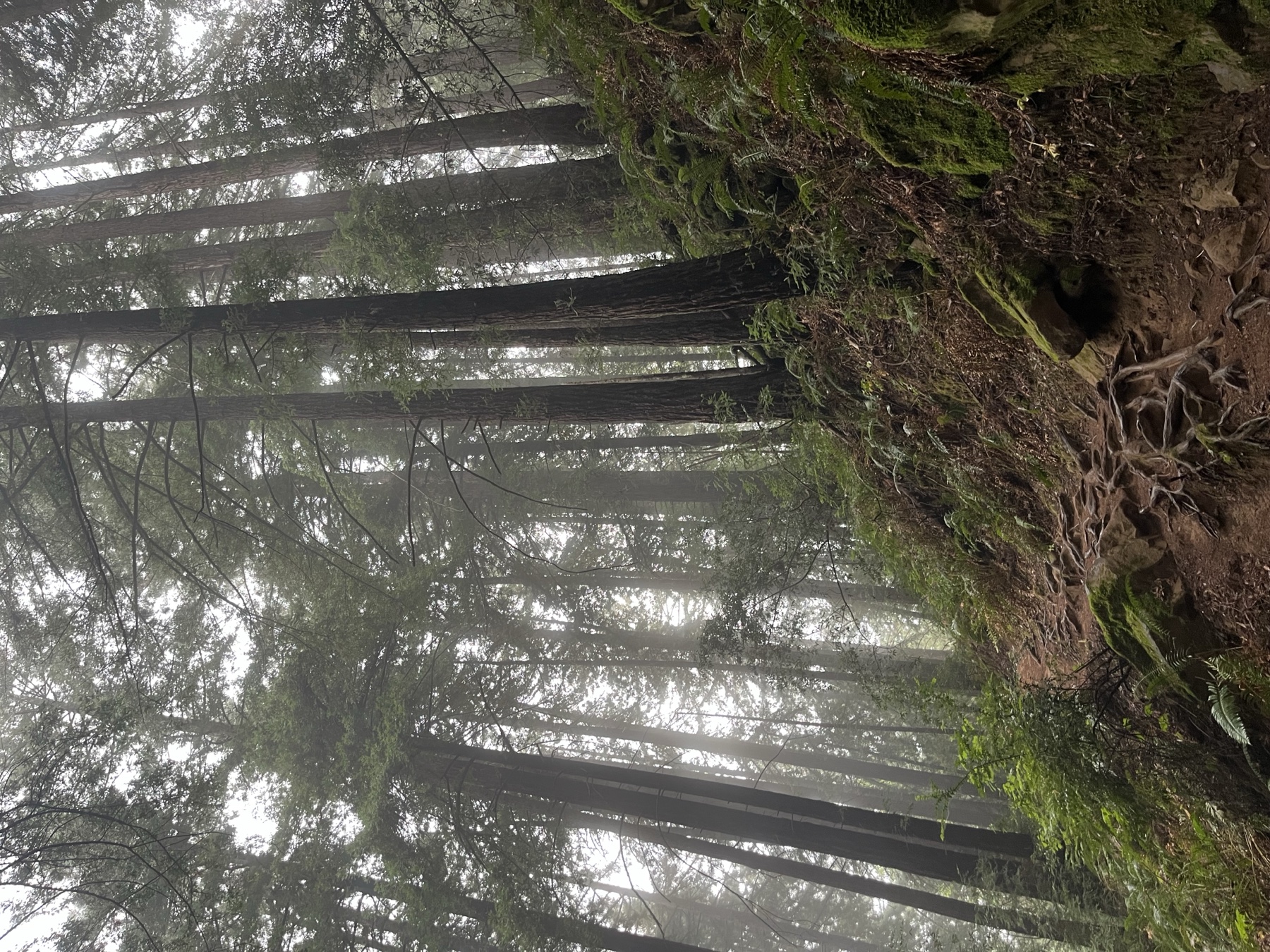 A mossy footpath winding between misty redwood trunks
