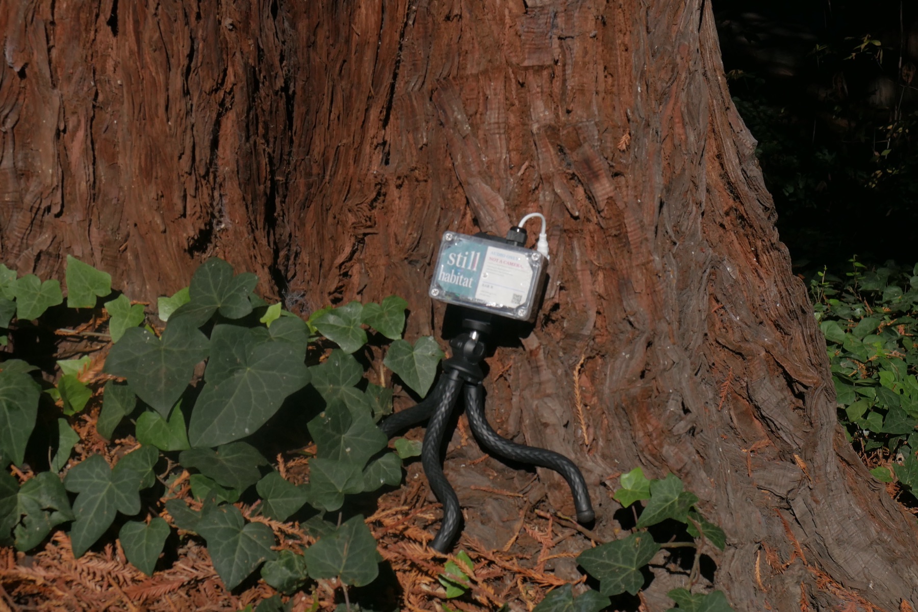 A Catbird Ear on a small flexible tripod during a redwood field test