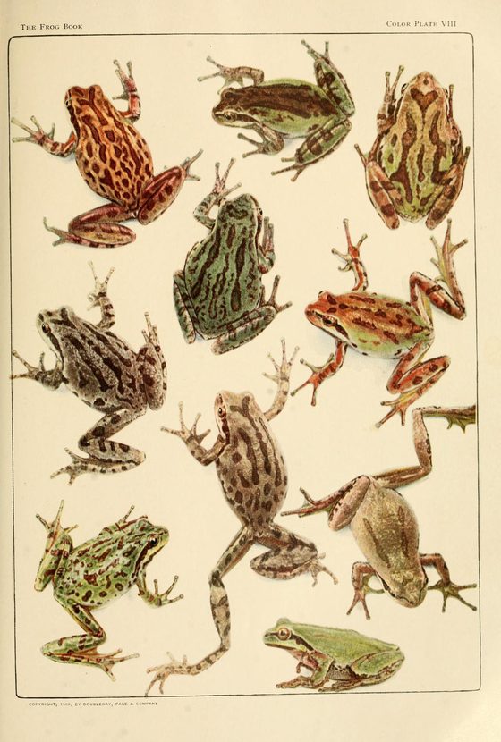 Historical naturalist illustration of a Pacific chorus frog