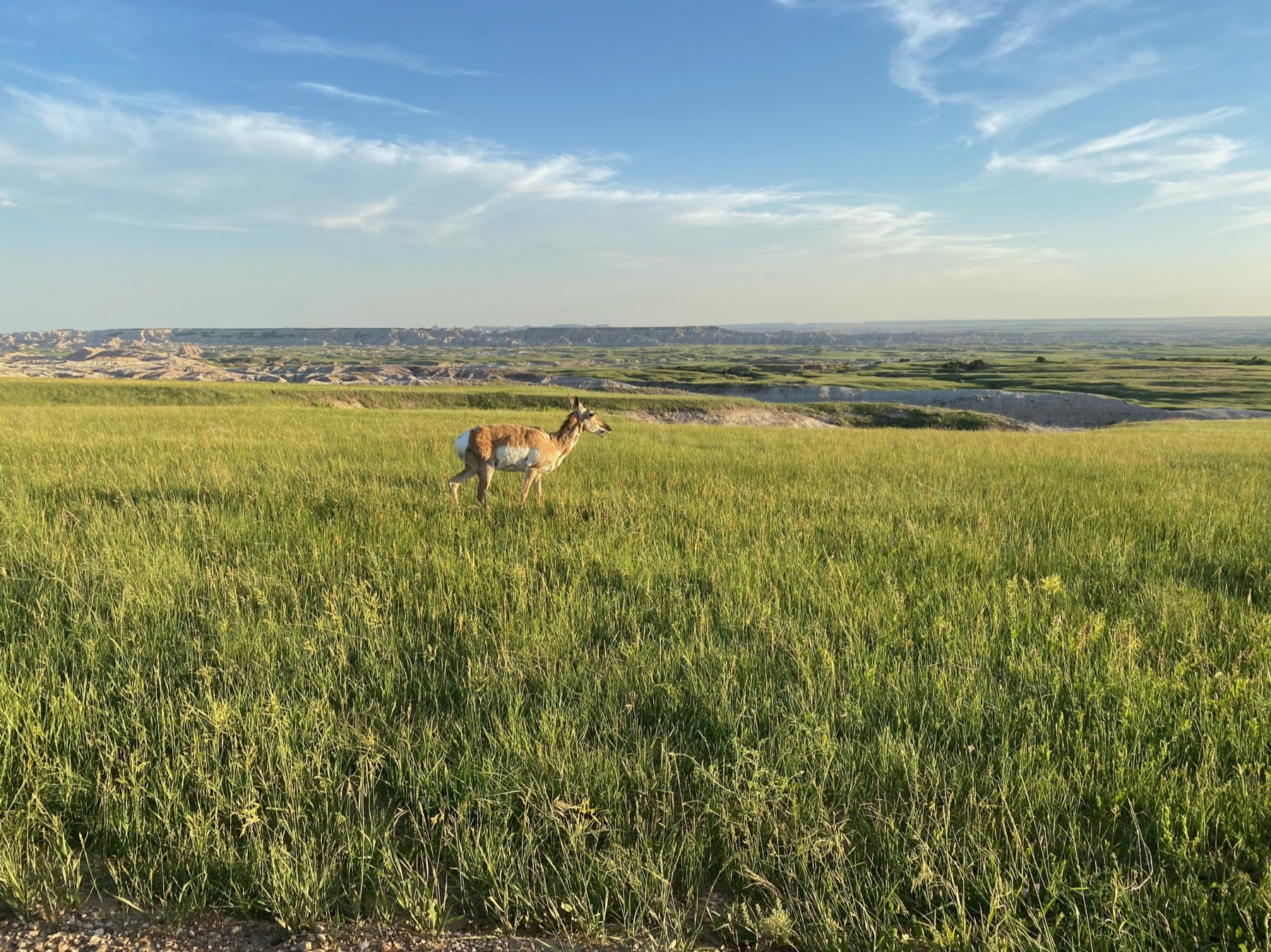 An ungulate standing in green prairie above pale badlands and a wide horizon