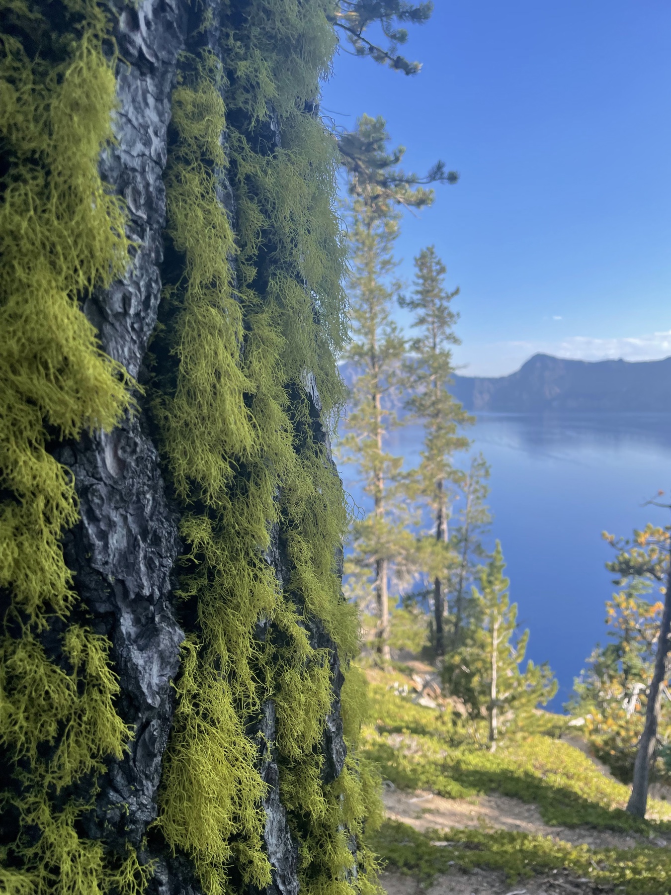 Bright lichen on dark bark with a lake and ridge beyond