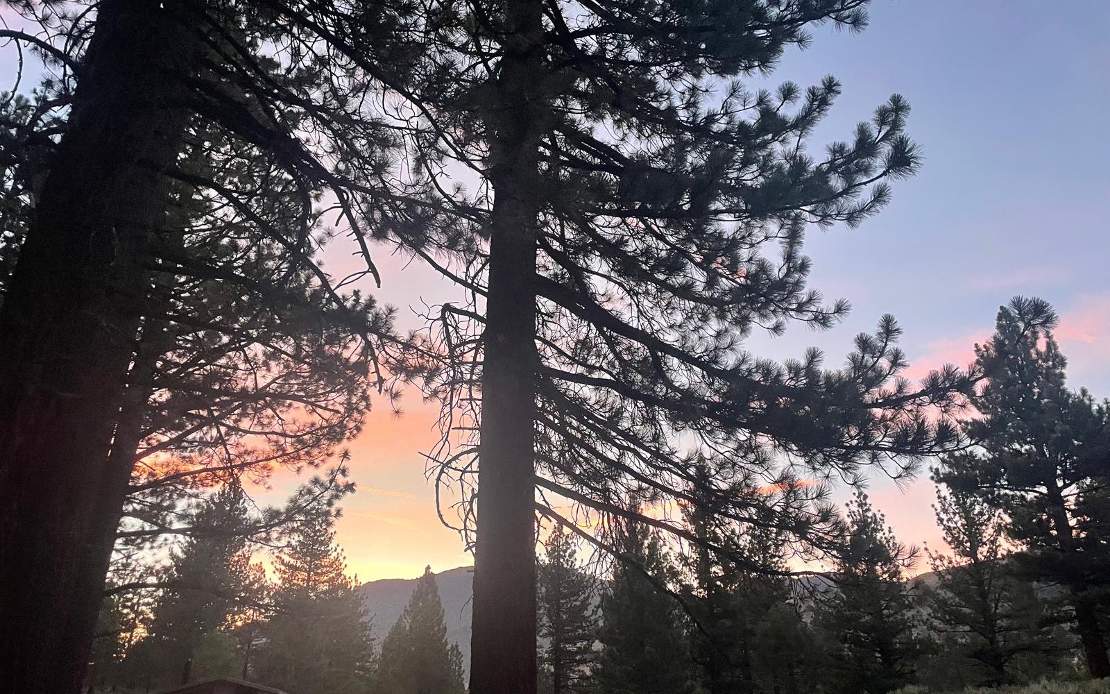 Pine trees silhouetted against a pink evening sky