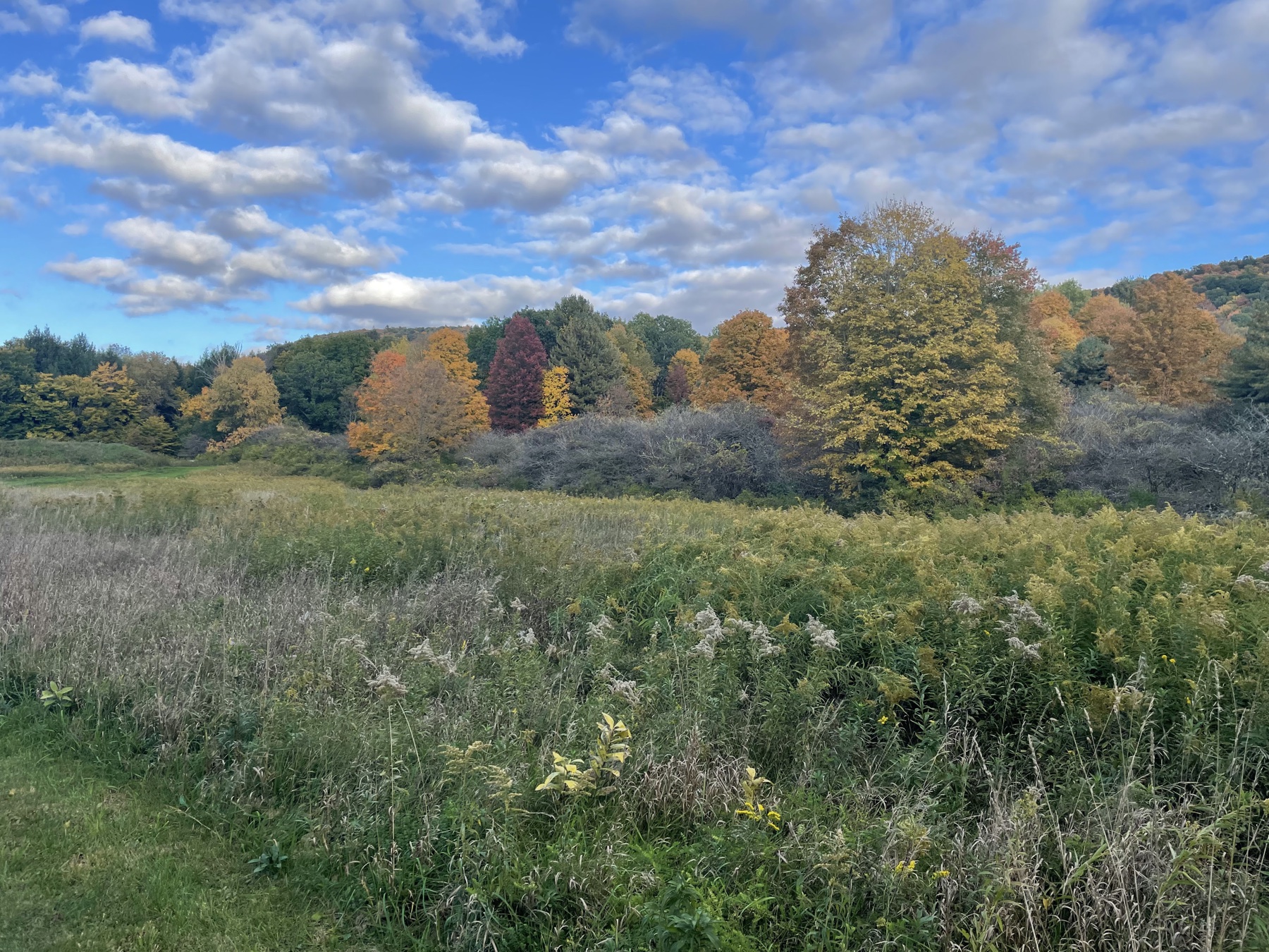 An autumn meadow below a wooded slope of yellow, orange, red, and green trees