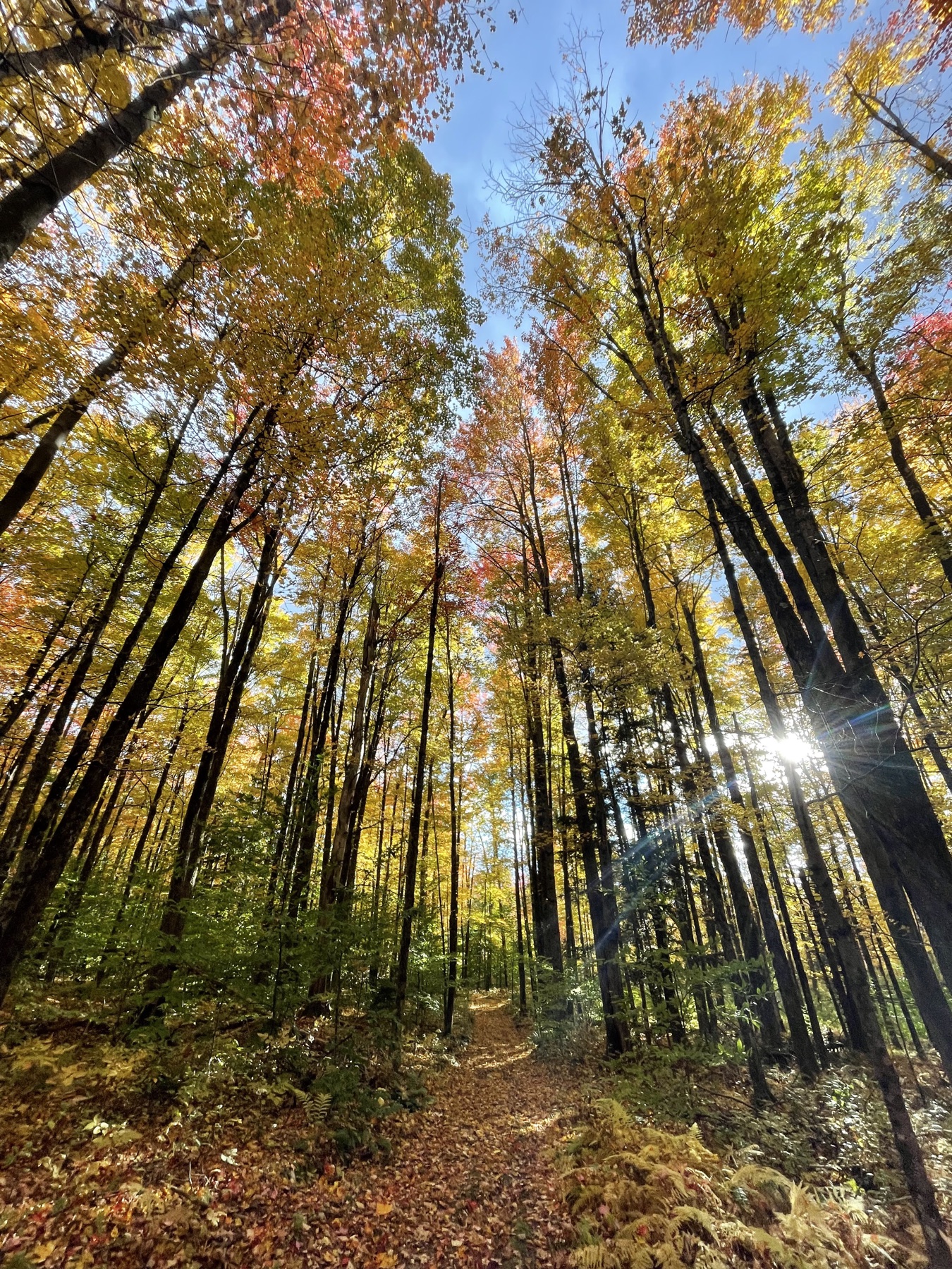 Sun breaking through tall autumn trees above a leaf-covered path