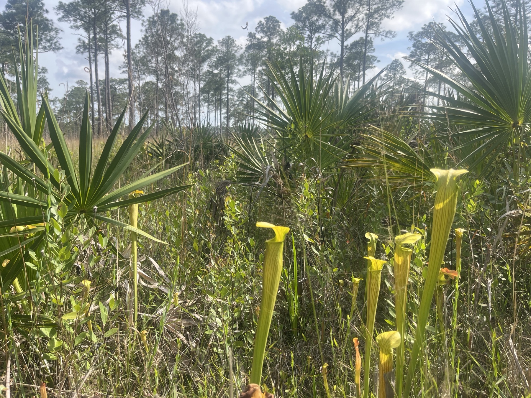 Pitcher plants rising through a sunny palmetto and pine wetland