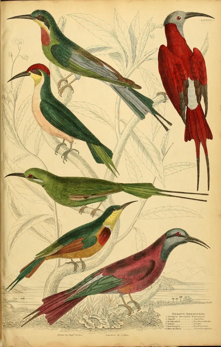 Hand-colored 1830s naturalist engraving of six bee-eaters